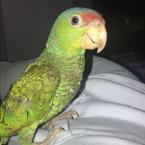 Meet your Posher, Maria